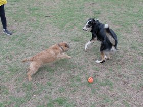 2023-01-08 Lucy killing Louie.jpg